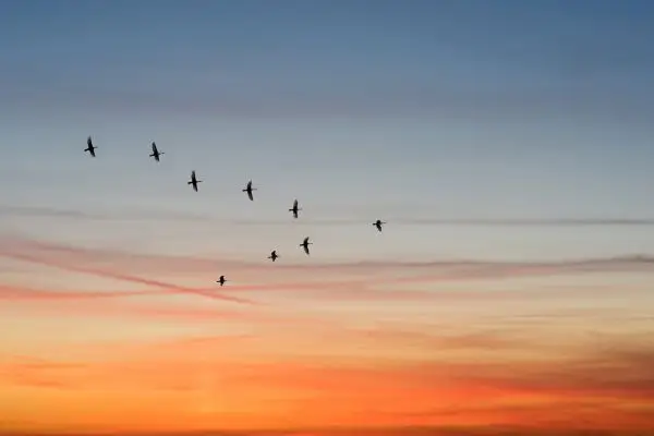 Flock of birds flying across a sunrise sky, representing awe, freedom, and wonder in nature.