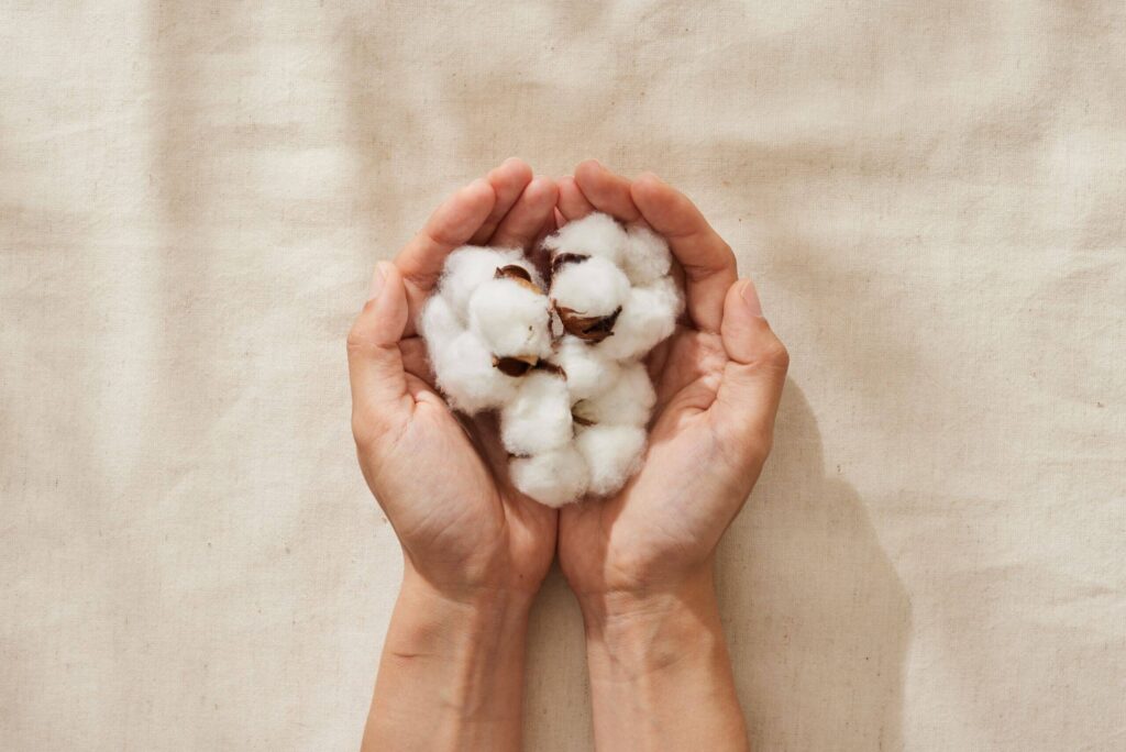 Hands gently holding raw organic cotton bolls — sustainable textiles and natural fibers for eco-friendly baby clothing.